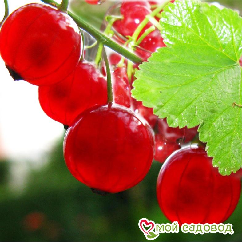 Красная смородина Святкова