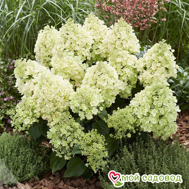 Гортензия метельчатая Би Хеппи ЗКС