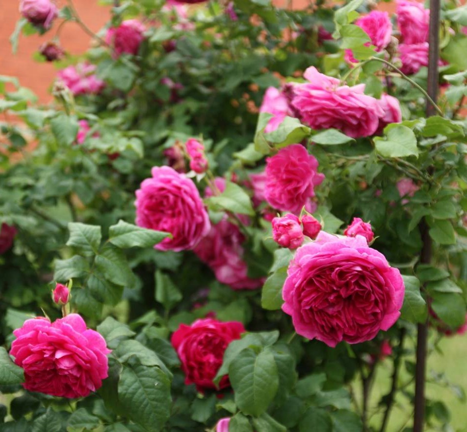 Роза Янг Люсидас