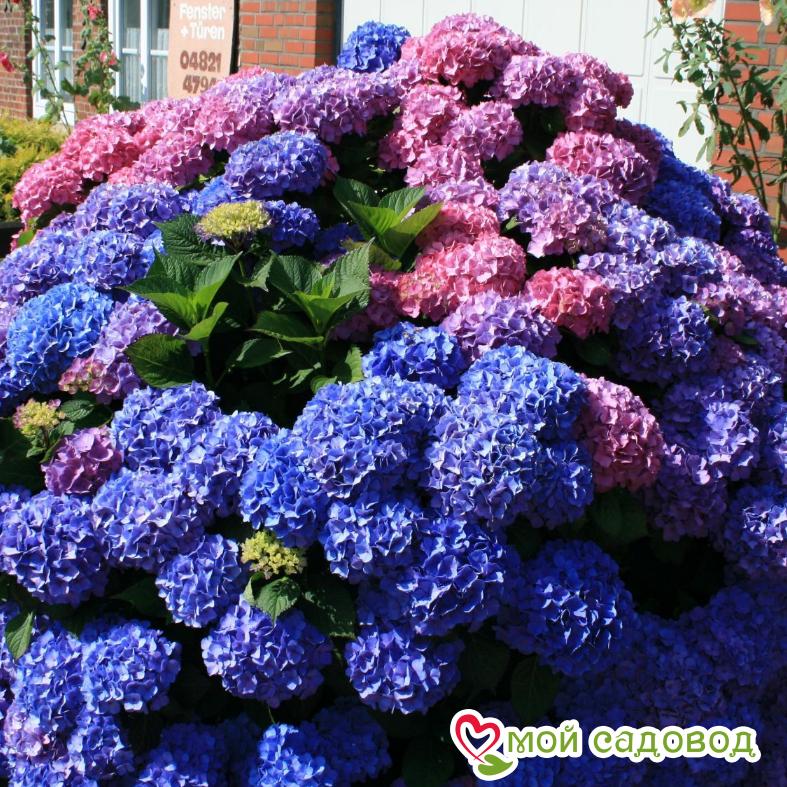 Гортензия крупнолистная Букет Роуз ЗКС