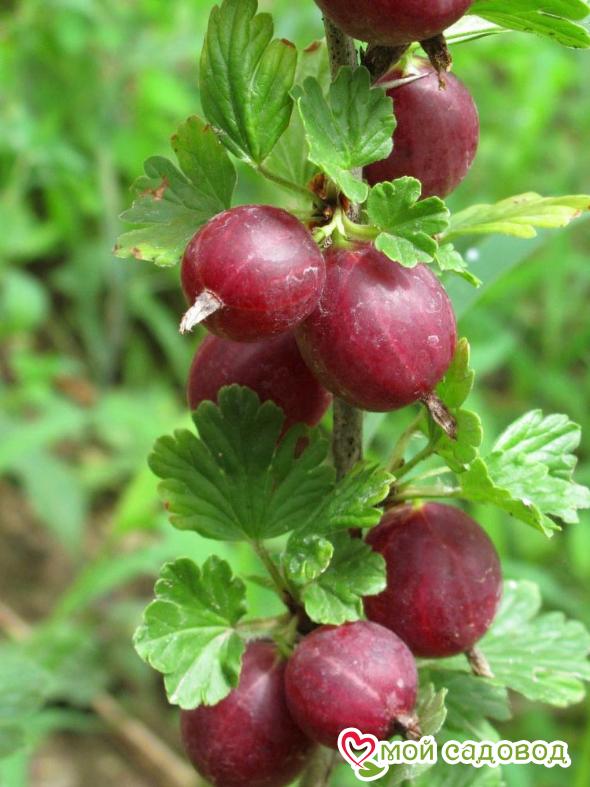 Крыжовник Челябинский