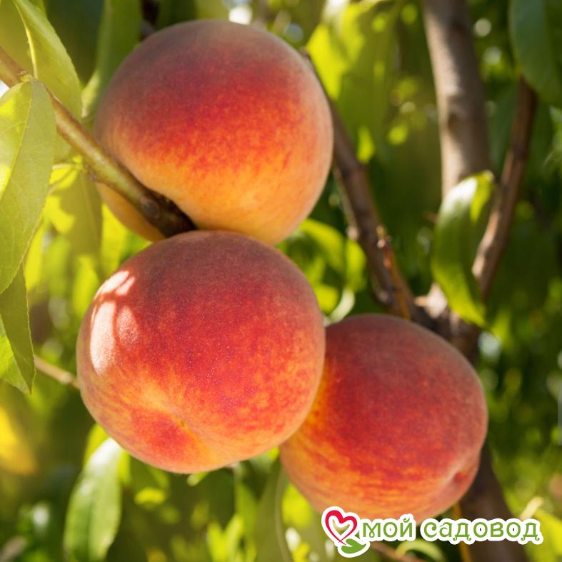 Персик Спринг Крест
