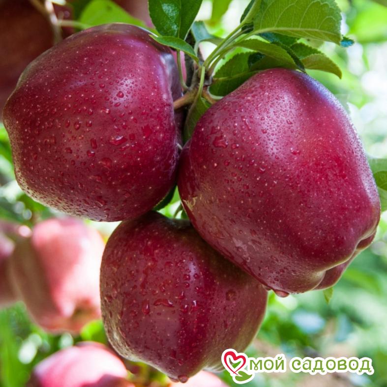 Яблоня Ред Делишес