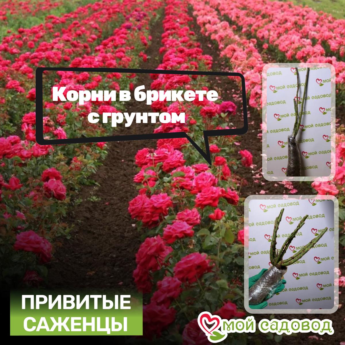 Роза Розенштадт Фрайзинг