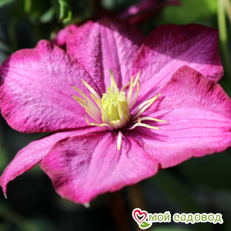 Клематис карминовый Вилле-де-Лион