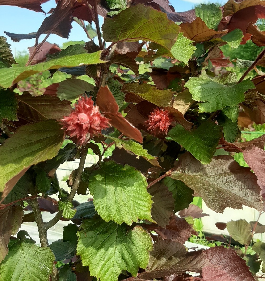 Фундук Сахаристый (морозостойкий)