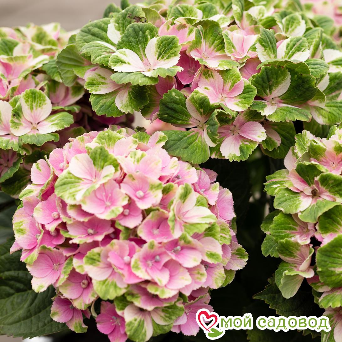 Гортензия Мэджикал Кристал