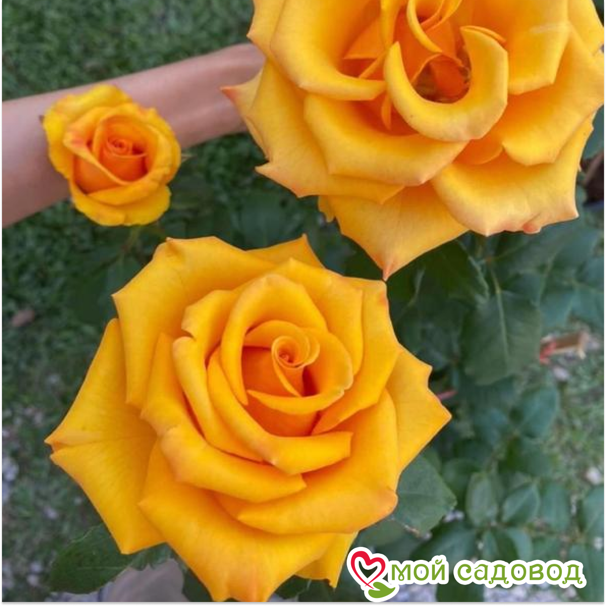 Роза чайно-гибридная Роза Скайлайн