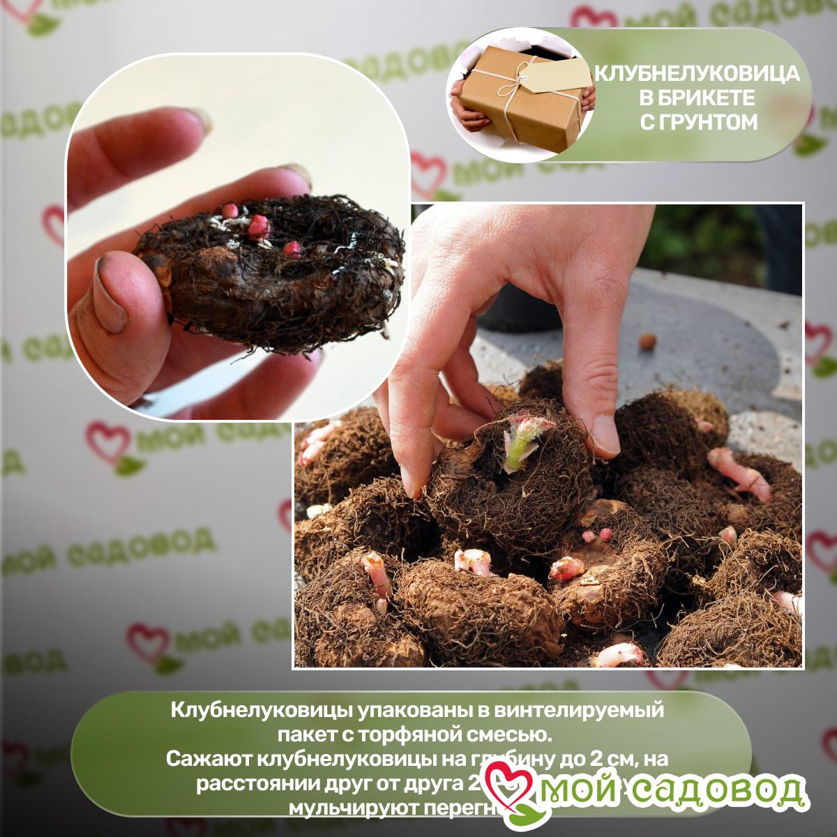 Бегония Нон-стоп Ред