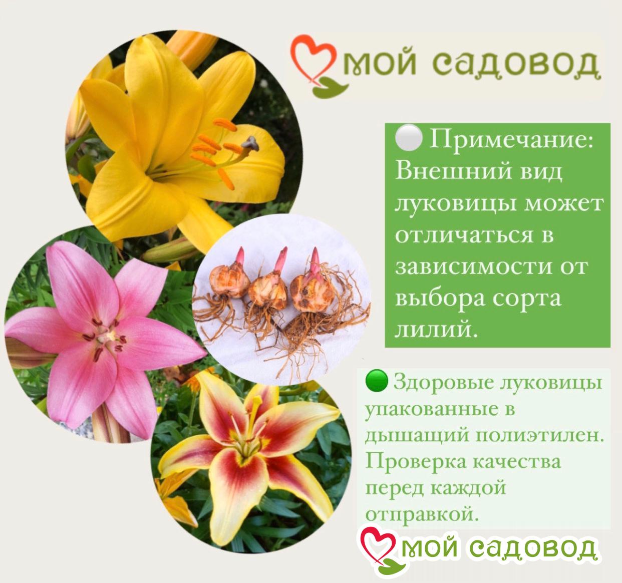 Лилия Регале Альбум